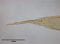 腐木苔屬藏品圖，第12張